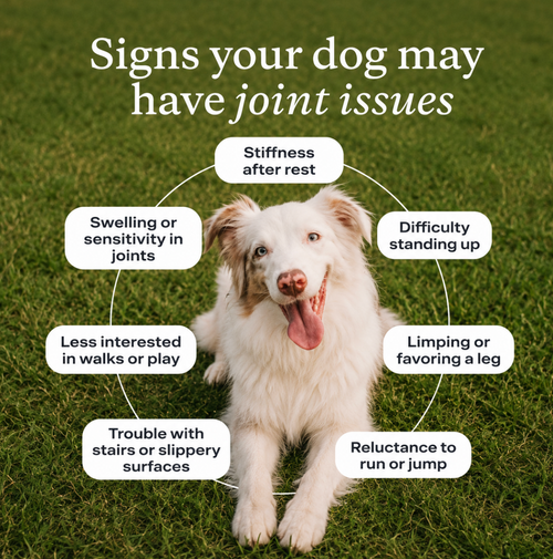 Welova Hips & Joints - complement articulaire pour chien